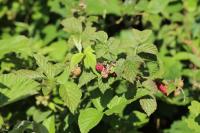 Rubus idaeus
