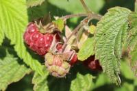 Rubus idaeus