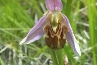 Ophrys apifera