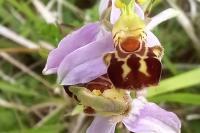 Ophrys apifera
