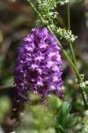 Anacamptis pyramidalis