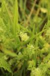 Torilis nodosa