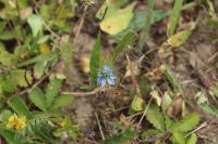 Nigella arvensis
