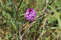 Anacamptis pyramidalis