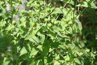 Euphorbia lathyris