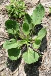 Plantago major