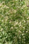 Erigeron canadensis