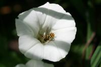 Convolvulus sepium