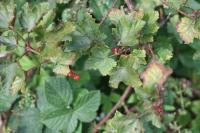 Ribes rubrum
