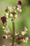 Scrophularia auriculata
