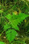 Dryopteris carthusiana