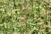 Scrophularia auriculata