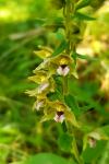 Epipactis helleborine