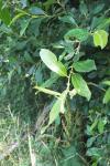 Salix aurita