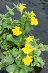 Erythranthe guttata