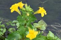 Erythranthe guttata