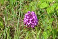 Anacamptis pyramidalis