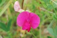 Lathyrus tuberosus