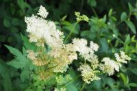 Filipendula ulmaria