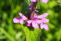 Stachys palustris