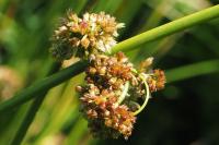 Juncus effusus