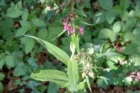 Epipactis helleborine