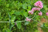 Centranthus ruber