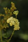 Filipendula ulmaria