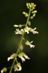 Circaea lutetiana