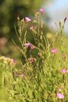 Epilobium hirsutum
