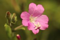 Epilobium hirsutum