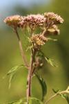 Eupatorium cannabinum