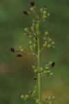 Scrophularia auriculata
