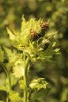 Cirsium oleraceum