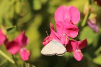 Lathyrus tuberosus