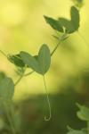 Lathyrus tuberosus