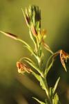 Oenothera subterminalis
