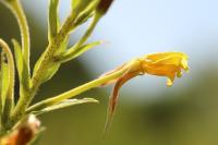 Oenothera subterminalis