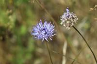 Jasione montana