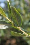 Salix aurita