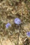 Jasione montana