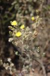 Andryala integrifolia