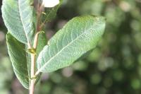 Salix aurita