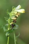 Melampyrum pratense