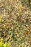 Bupleurum falcatum