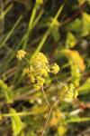 Bupleurum falcatum