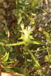 Melampyrum cristatum