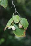 Corylus avellana