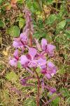 Chamaenerion angustifolium