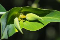 Euphorbia lathyris